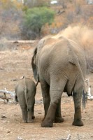 Cute elephant butts